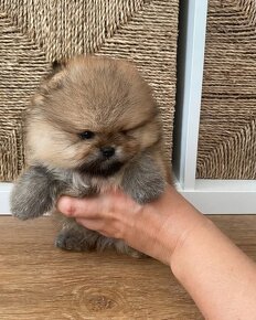 Pomeranian mini Boo - 3