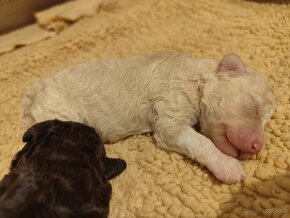 Lagotto Romagnolo PP FCI Polsko - 3