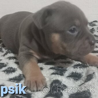 American bully - 3