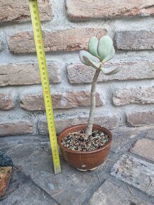 Crassula silver dolar tucnolist modre listy - 3