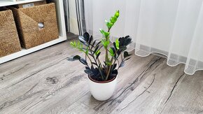 Zamioculcas Raven (čierny) - 3