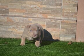 American bully - 3