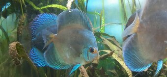 Predam discus blue diamond - 3