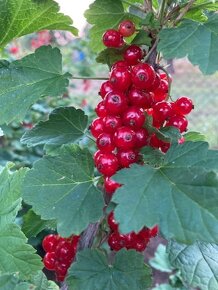 Predám voľnokorenné sadenice ríbezlí, malín, černíc a jahod. - 3