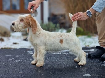 Malý Hrubosrstý Vendeénský Basset s PP - 3