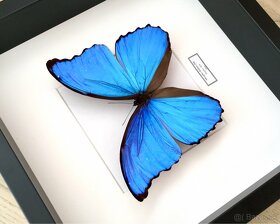 Motýľ Morpho didius v ráme - 3