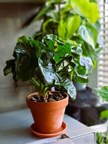 rastliny, philodendron, monstera - 3