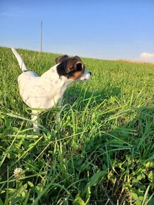 Jack Russell - 3