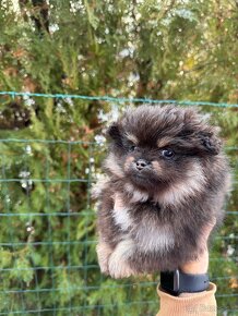 Špic Pomeranian Čierno pálená fenka - 3