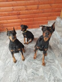 Doberman - 3