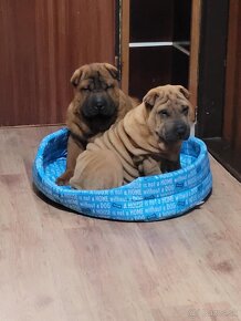 Shar-pei - 3