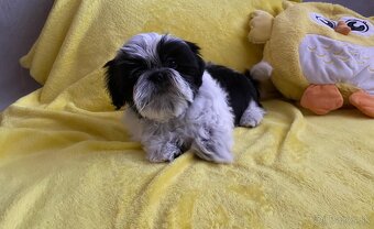 Štěňátko Shih tzu - 3