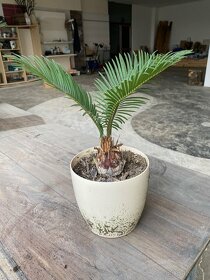 Cycas Revoluta - 3