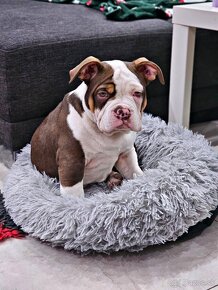 American Bully - 3