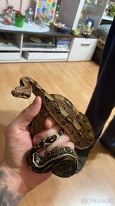 Velhad kralovsky / boa constrictor  jungle - 3