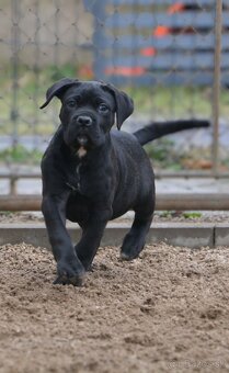 Cane corso s PP /FCI/ - 3