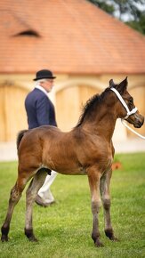 WELSH COB HŘEBEČEK na prodej - 3