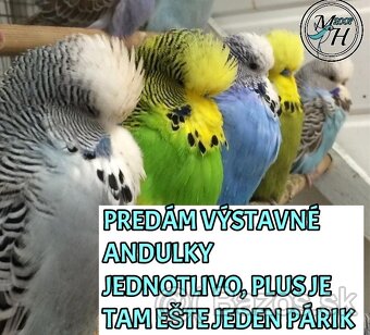 výstavné andulky jednotlivo aj jeden pár - 3