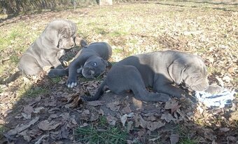 Cane corso - 3