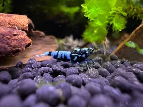 Caridina Black galaxy Fishbone - 3