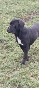 Cane Corso s PP - 3