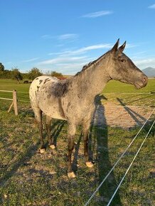 Appaloosa - 3