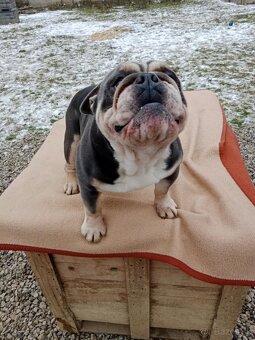 Anglický bulldog - 3