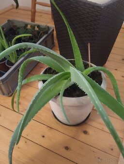 Aloe vera - 3