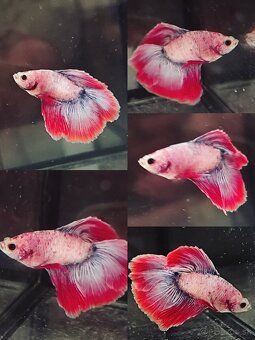 Betta Splendens - Bojovnica Pestrá. - 3