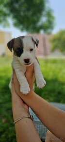 Jack russel - 3