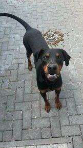 Doberman - 3