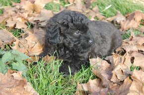 chow chow-cau cau x pudel-posledna fenka(cierna) - 3