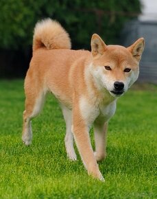 Shiba inu fenka s PP - 3