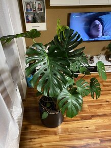 Monstera 180cm - 3