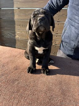 Cane Corso - šteniatka - 3