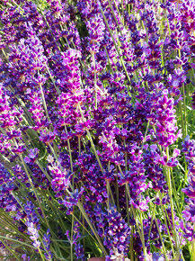 Levandula lekárska-Hidcote Blue - 3