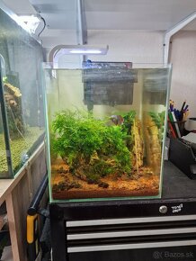 Predám zabehnuťé akvarium 31l - 3