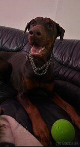 Doberman krytie - 3