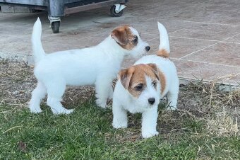 Jack Russell teriér - 3