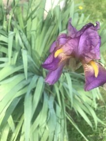 Iris/Kosatce fialové - 3