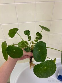 Pilea Peperomioides "sugar" - 3