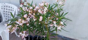 mladý oleander na kmeni, výška vrátane črepníka 100cm - 3