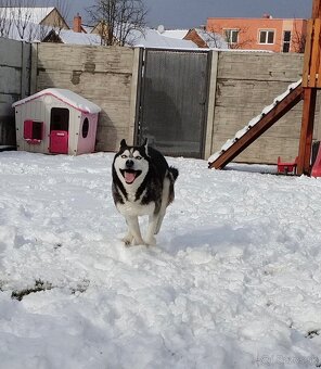 Sibírsky Husky - DARUJEM - 3