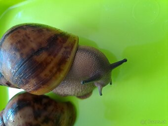 Africký slimák  Archachatina marginata suturalis dark body - 3