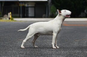 Bullterrier standard , bullterier, bulterier - 3