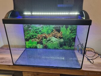 akvarium, clea helena, krevetky - 3