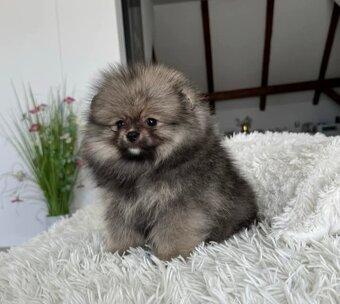 Pomeranian mini - 3