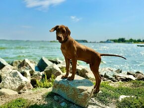 Rhodesian Ridgeback - 3