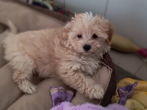 Maltipoo - 3