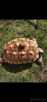 Korytnačka ostrohatá (SULCATA) - 3